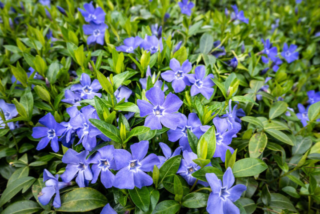 Zahlreiche blaue Blüten des kleinen Immergrüns in einer Wiese.