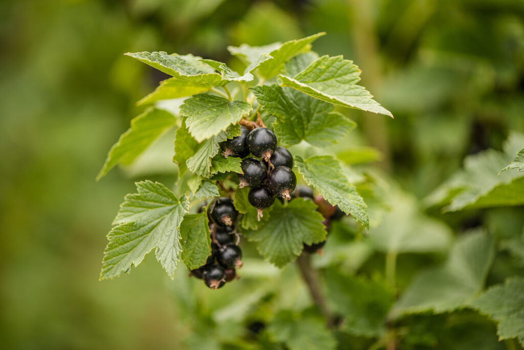 Beeren der Schwarzen Johannisbeere samt ihrer Blätter am Strauch.