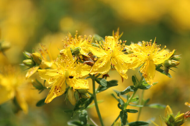 Die leuchtend gelben Blüten des Johanniskrauts in Nahaufnahme.