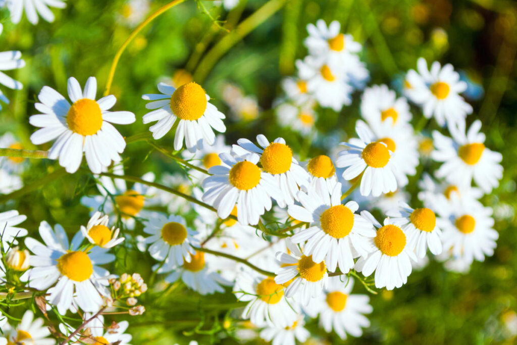 Zahlreiche Blüten der Echten Kamille in Nahaufnahme.