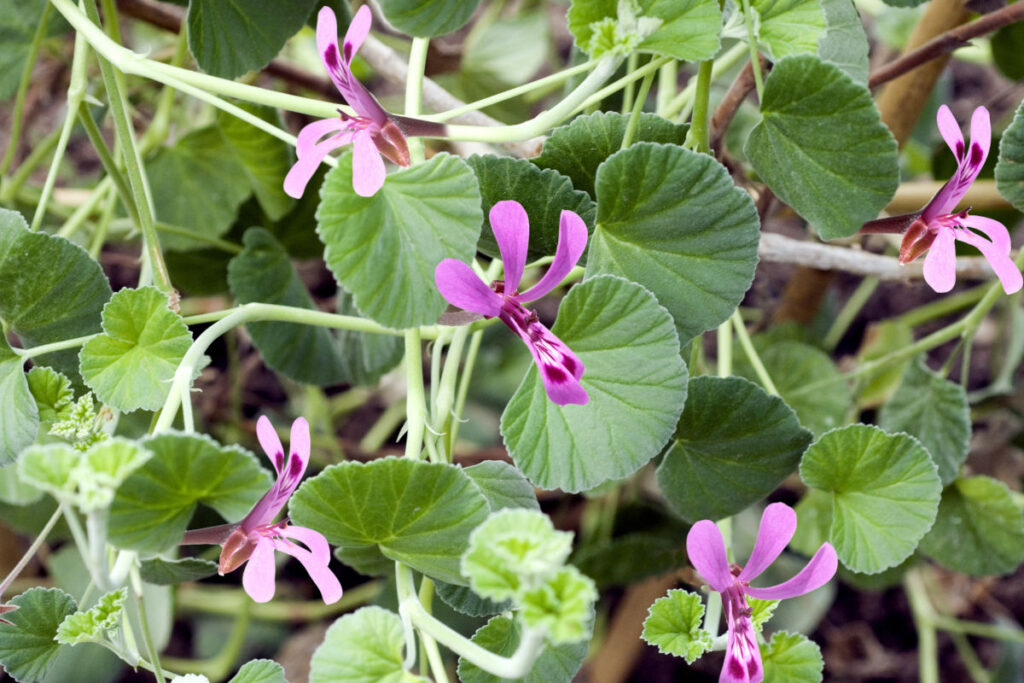 Zahlreiche Blüten der Kapland-Pelargonie und ihre Blätter in Nahaufnahme.