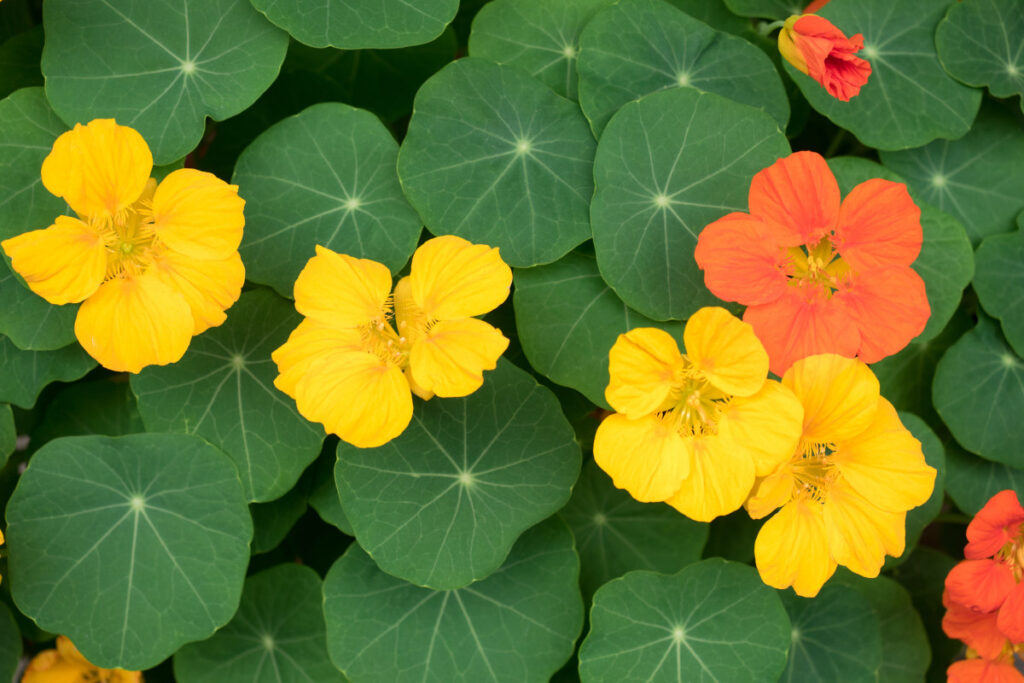 Orange und gelbe Blüten sowie Blätter der Großen Kapuzinerkresse in Nahaufnahme.