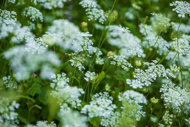 Zahlreiche weiße Blüten der Wilden Karotte.