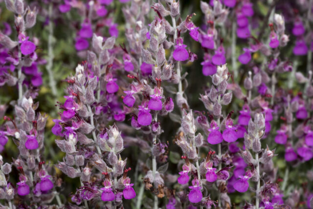 Zahlreiche violette Blüten des Katzengamanders.