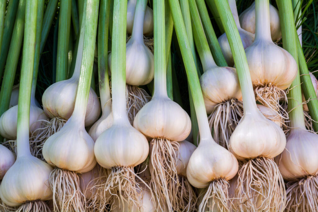 Zahlreiche Knoblauch-Knollen in Nahaufnahme.
