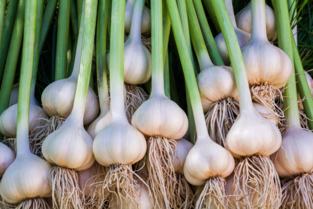 Zahlreiche Knoblauch-Knollen in Nahaufnahme.