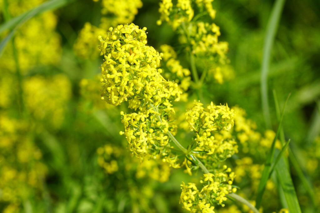 Zahlreiche gelbe Blüten des Labkrauts in Nahaufnahme.