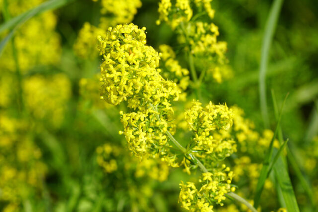 Zahlreiche gelbe Blüten des Labkrauts in Nahaufnahme.
