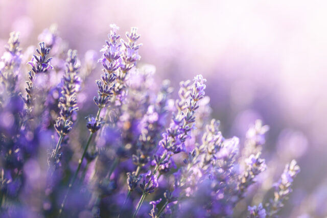 Zahlreiche, violette Lavendelblüten in Nahaufnahme.