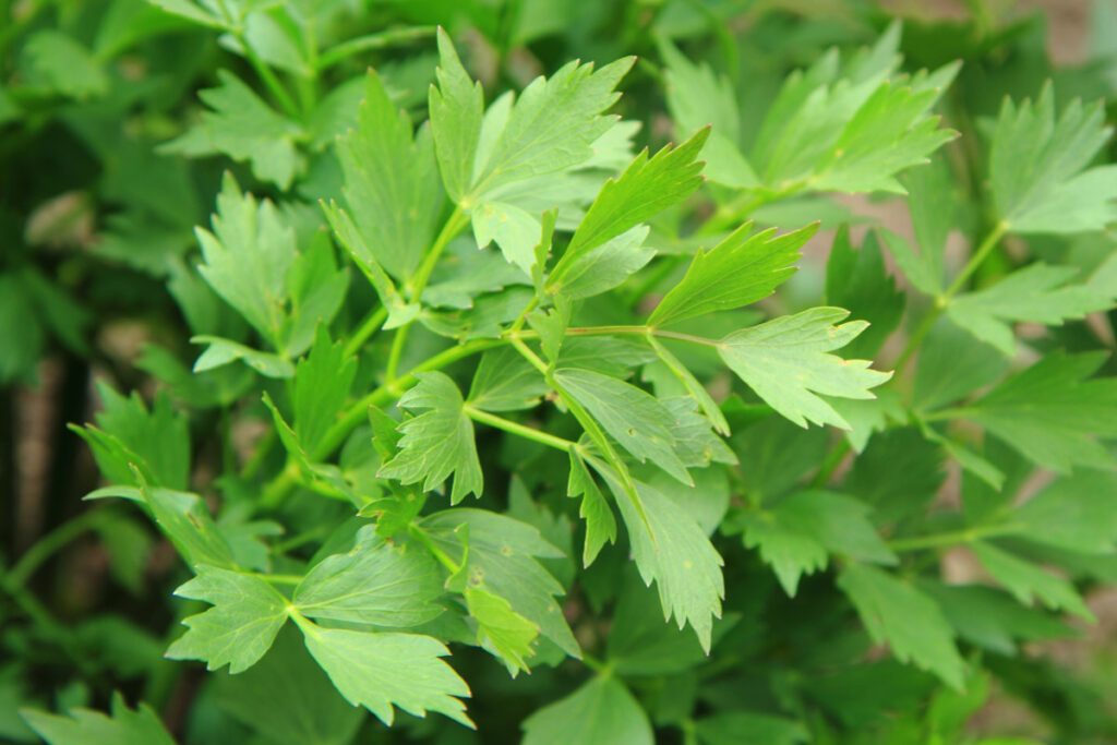 Satt-grüner Liebstöckel in Nahaufnahme.