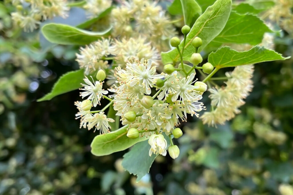Blätter und Blüten der Linde in Nahaufnahme.