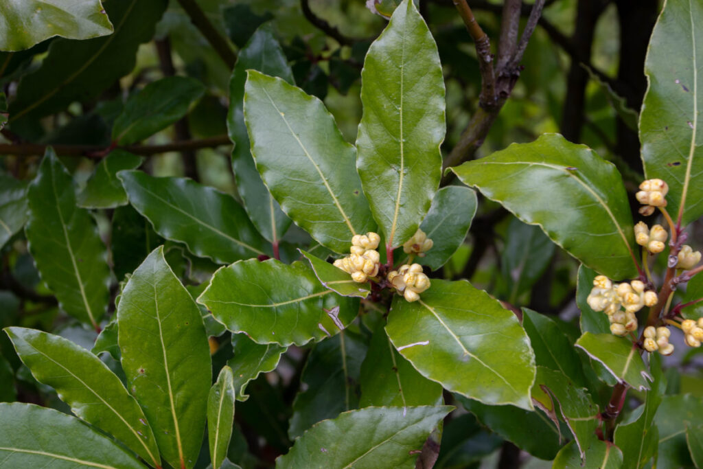 Die Blüten und Blätter der Lorbeerpflanze in Nahaufnahme.