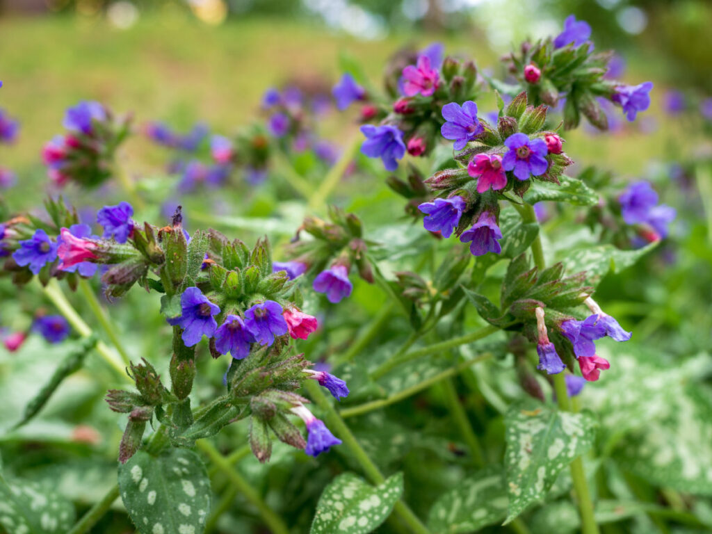 Zahlreiche Blüten des Lungenkrauts in Nahaufnahme.