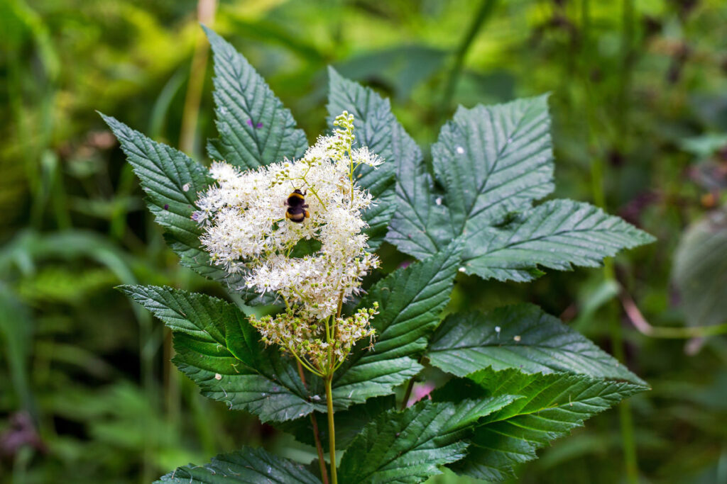 Blätter und die weißen Blüten des Mädesüß in Nahaufnahme.