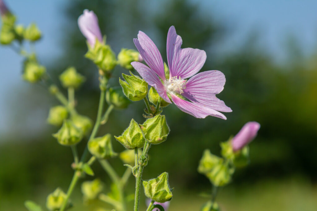 Eine Blüte der Malve in Nahaufnahme.